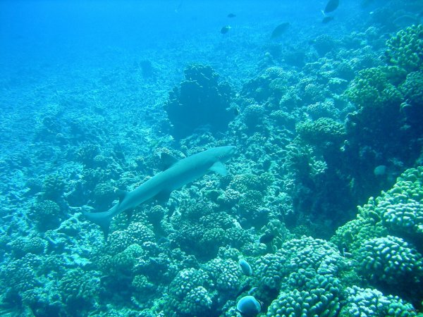 49- Requin aileron blanc de lagon 